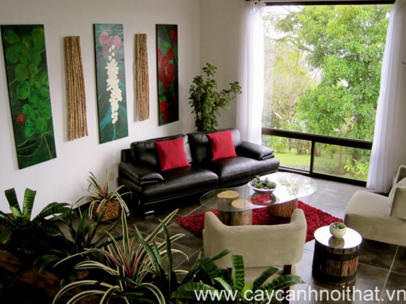 Cách chọn các loại cây để trong nhà phù hợp với không gian và điều kiện ánh sáng